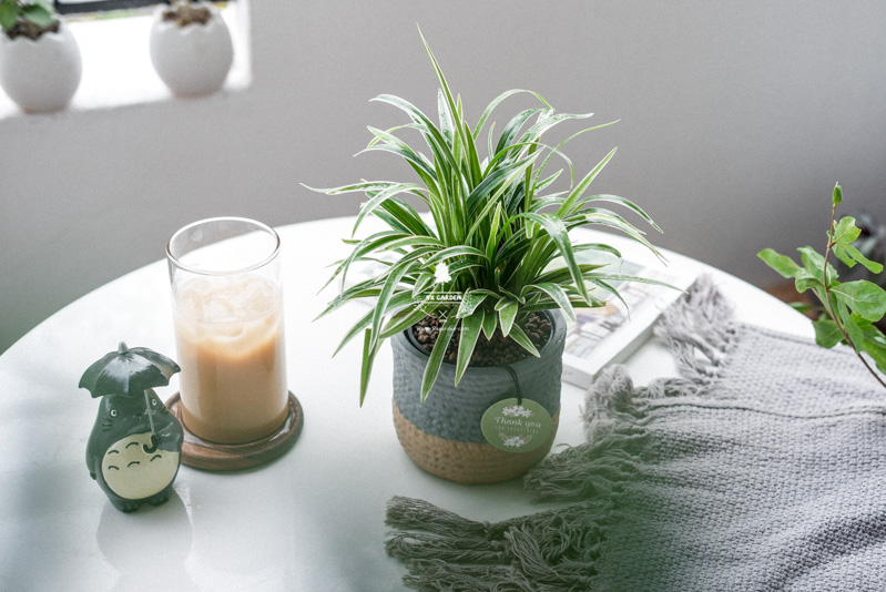 Cây Lan chi - Cây Phong Thủy Hợp Mệnh Thủy | 9X GARDEN