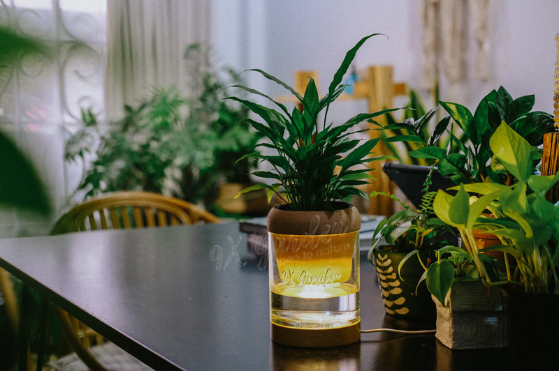 Cây Lan ý - Cây Phong Thủy Hợp Mệnh Thủy | 9X GARDEN