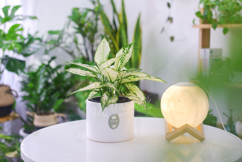 Cây Ngọc ngân - Cây Phong Thủy Hợp Mệnh Thủy | 9X GARDEN