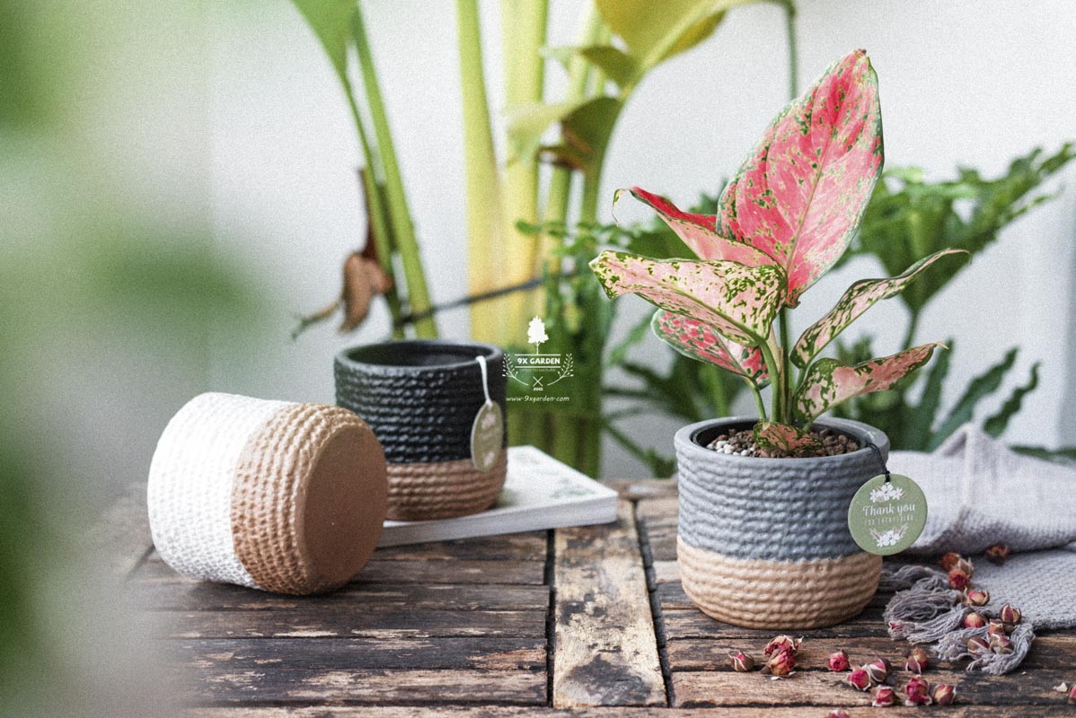 Cây Vạn Lộc - Cây Phong Thủy Hợp Mệnh Hỏa | 9X GARDEN