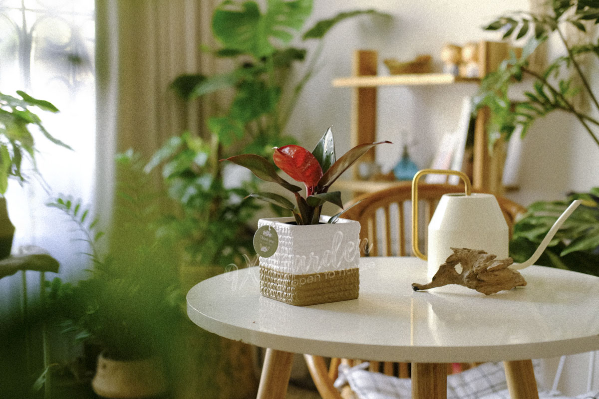Đế Vương Đỏ - Cây Phong Thủy Hợp Mệnh Hỏa | 9X GARDEN
