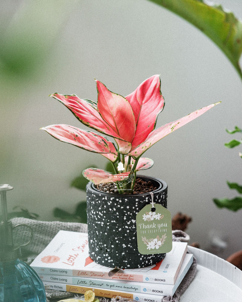 Cây Phong Thủy Hợp Mệnh Hỏa | 9X GARDEN
