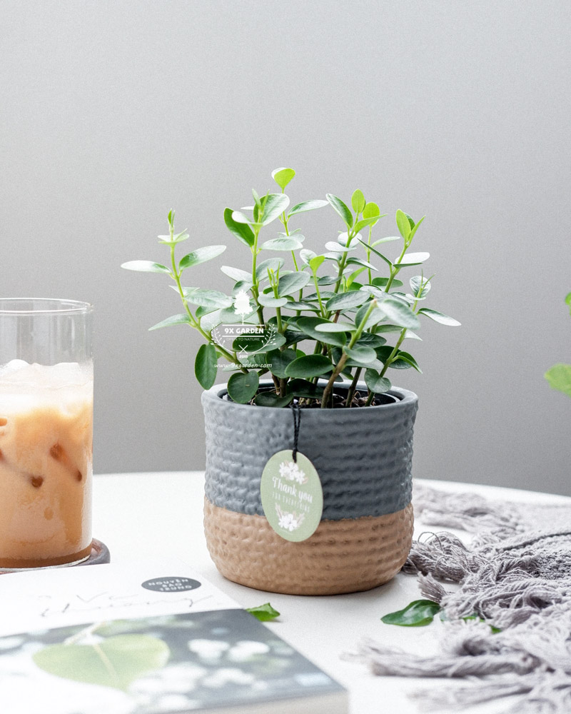 Cây Phong Thủy Hợp Mệnh Hỏa | 9X GARDEN