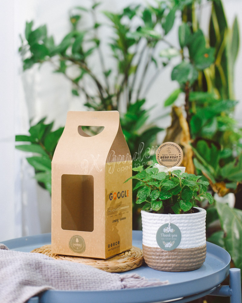 Cây Phong Thủy Hợp Mệnh Hỏa | 9X GARDEN