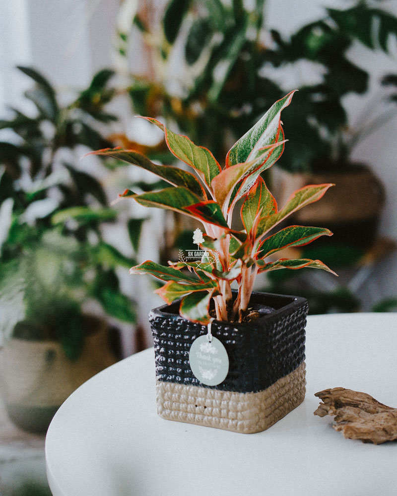 Cây Phong Thủy Hợp Mệnh Hỏa | 9X GARDEN