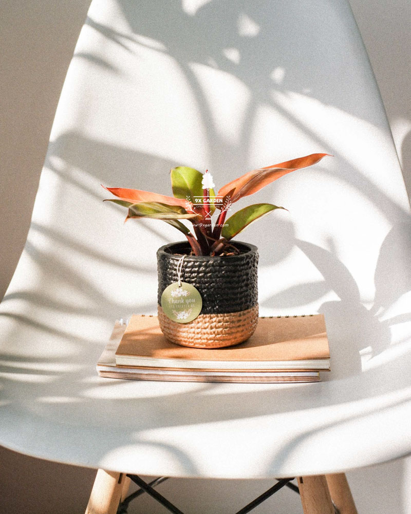 Cây Phong Thủy Hợp Mệnh Hỏa | 9X GARDEN