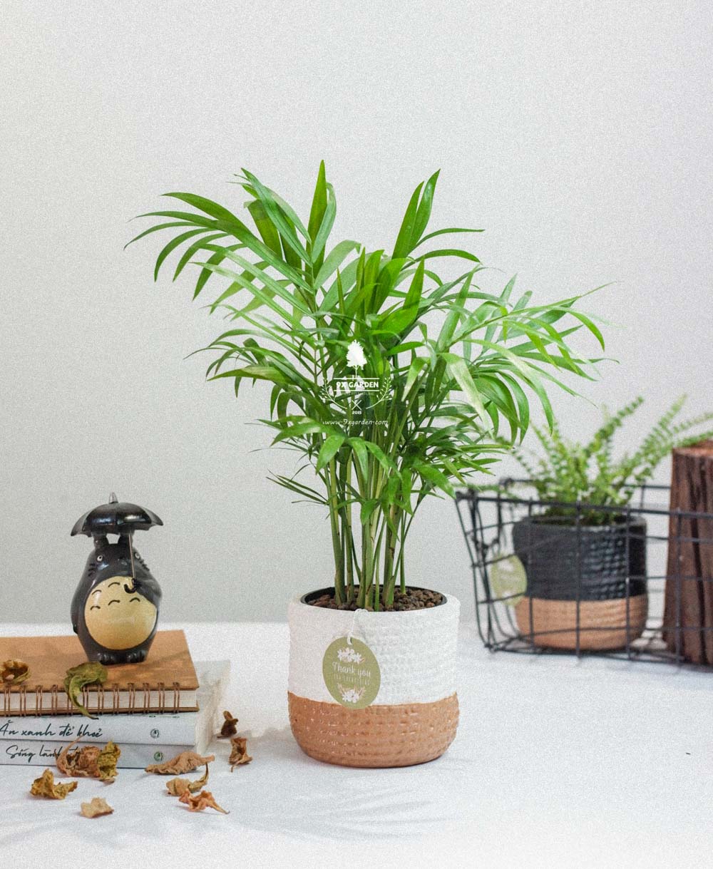 Cây Phong Thủy Hợp Mệnh Kim | 9X GARDEN