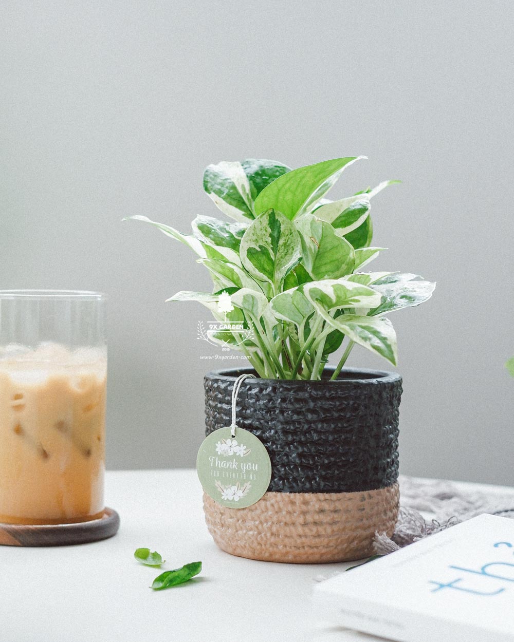 Cây Phong Thủy Hợp Mệnh Kim | 9X GARDEN