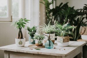 Cây Phong Thủy Hợp Mệnh Kim | 9X GARDEN