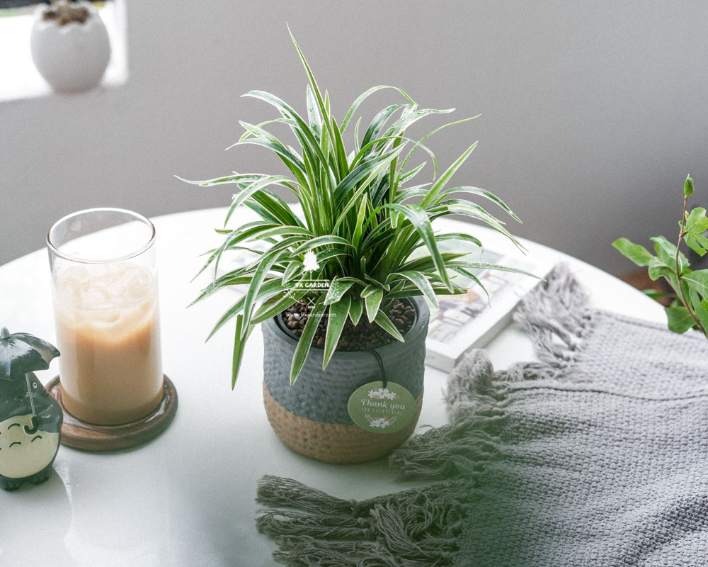 Cây Phong Thủy Hợp Mệnh Kim | 9X GARDEN