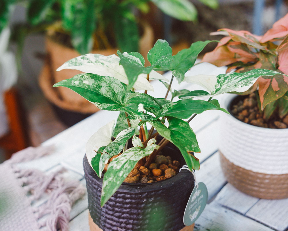 Cây Phong Thủy Hợp Mệnh Kim | 9X GARDEN