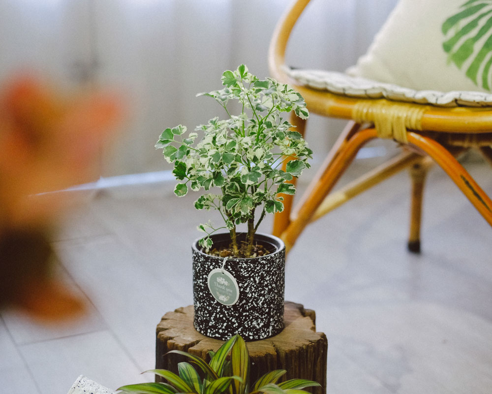 Đinh lăng cẩm thạch - cây phong thủy hợp mệnh Kim