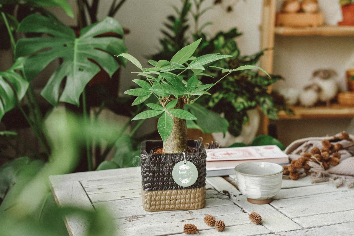 Cây Phong Thủy Hợp Mệnh Kim | 9X GARDEN