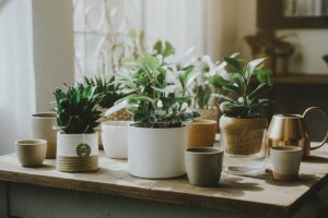 Cây Phong Thủy Hợp Mệnh Mộc | 9X GARDEN