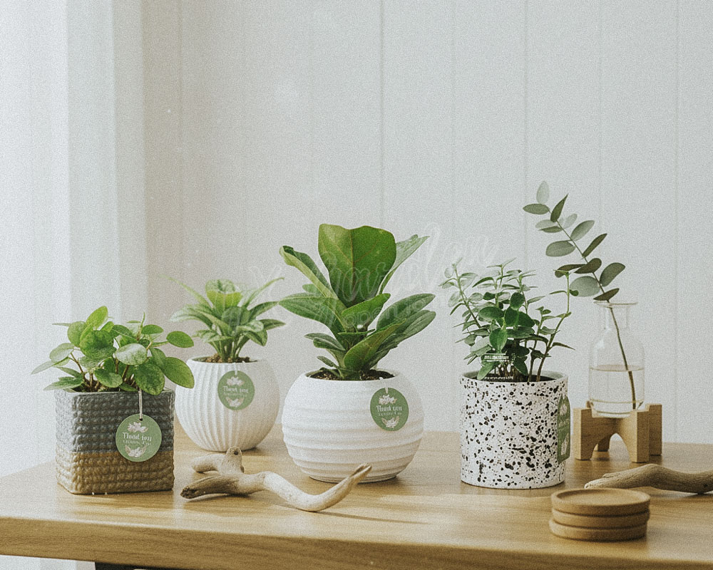Cây Phong Thủy Hợp Mệnh Mộc | 9X GARDEN