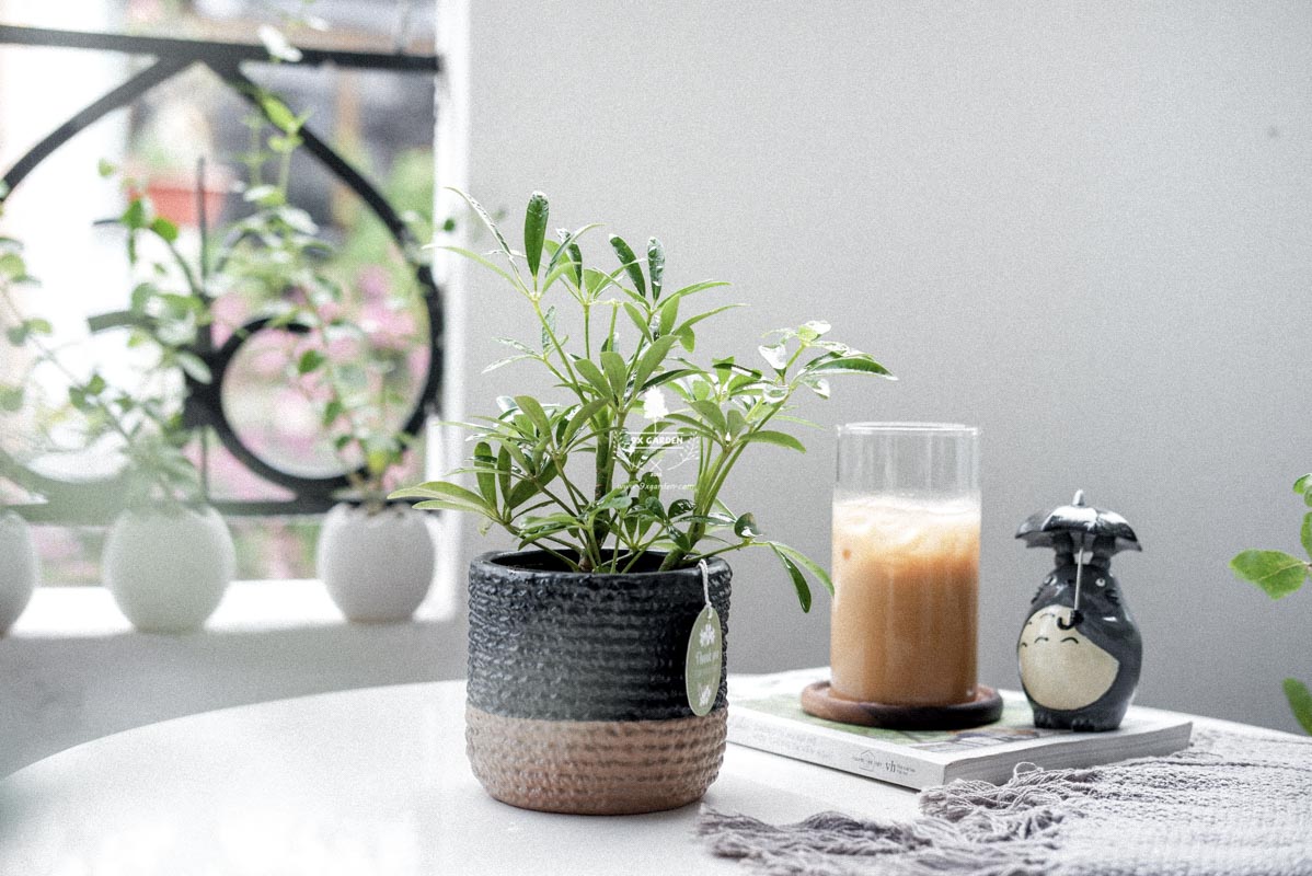Cây Ngũ Gia Bì - Cây Phong Thủy Hợp Mệnh Mộc | 9X GARDEN