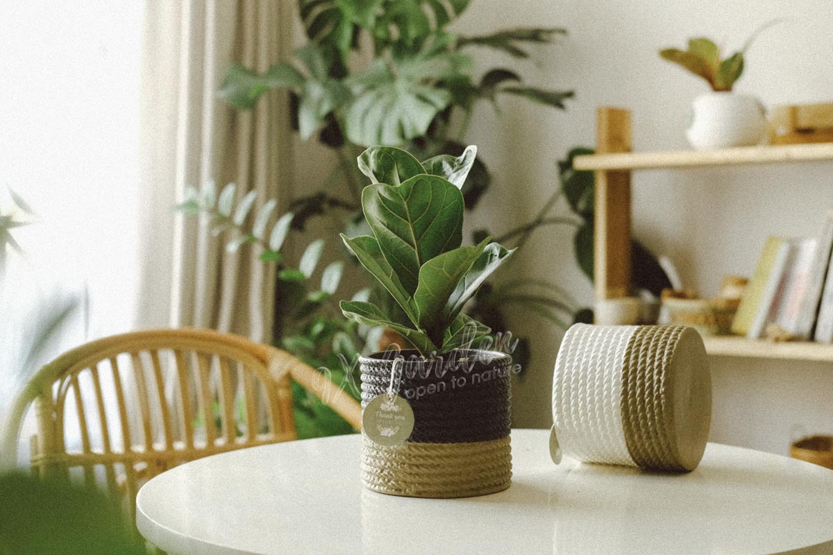 Cây Bàng Singapore - Cây Phong Thủy Hợp Mệnh Mộc | 9X GARDEN
