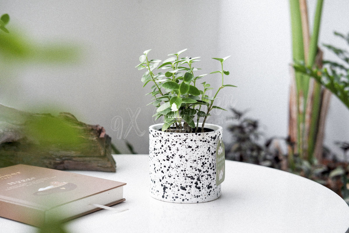 Cây Bàng Hoya Tròn - Cây Phong Thủy Hợp Mệnh Mộc | 9X GARDEN