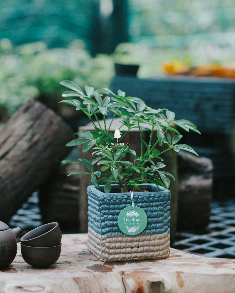 Cây Phong Thủy Hợp Mệnh Mộc | 9X GARDEN