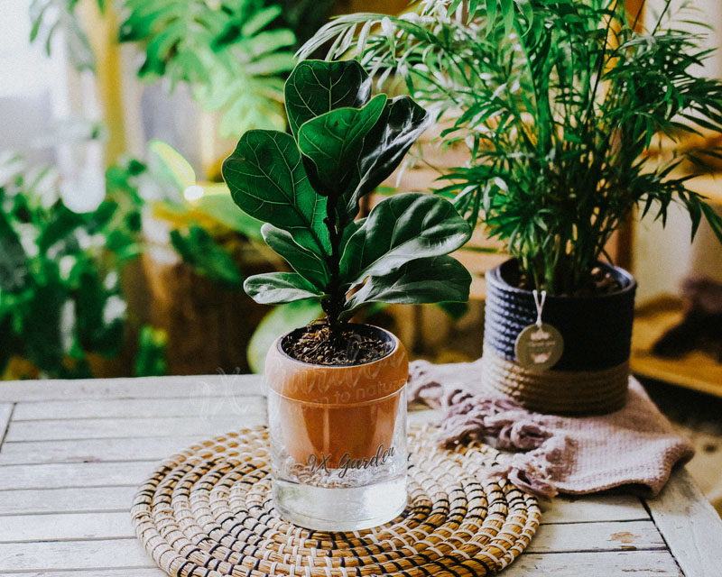 Cây Phong Thủy Hợp Mệnh Mộc | 9X GARDEN
