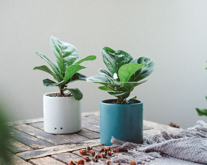 Cây Phong Thủy Hợp Mệnh Mộc | 9X GARDEN