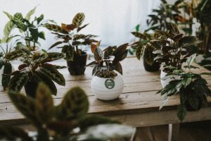 Cây Phong Thủy Hợp Mệnh Thổ | 9X GARDEN