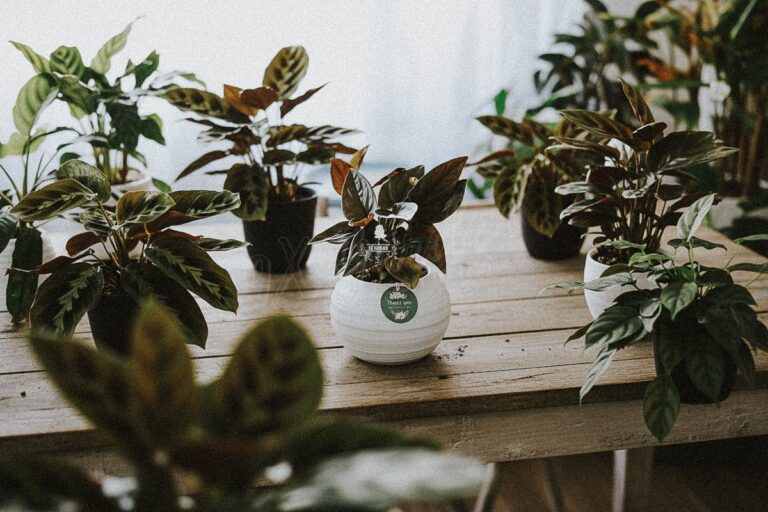Cây Phong Thủy Hợp Mệnh Thổ | 9X GARDEN