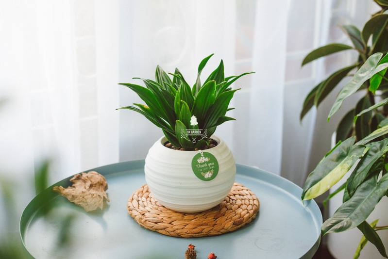 Cây Phát tài úc - Cây Phong Thủy Hợp Mệnh Thủy | 9X GARDEN