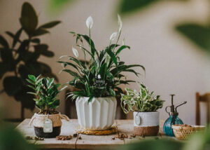 Cây Phong Thủy Hợp Mệnh Thủy | 9X GARDEN
