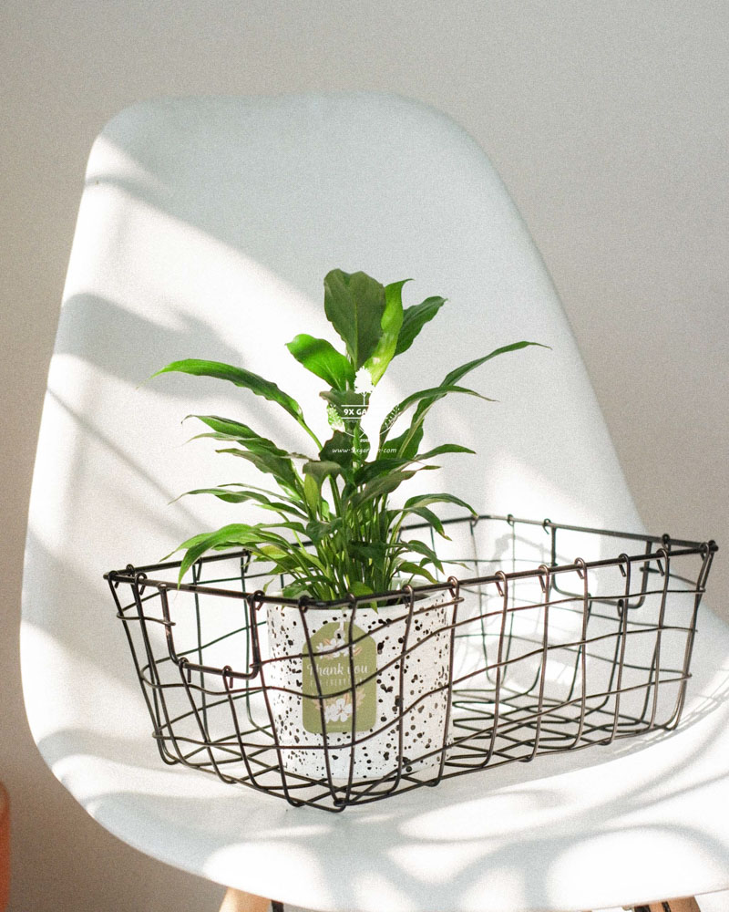 Cây Phong Thủy Hợp Mệnh Thủy | 9X GARDEN