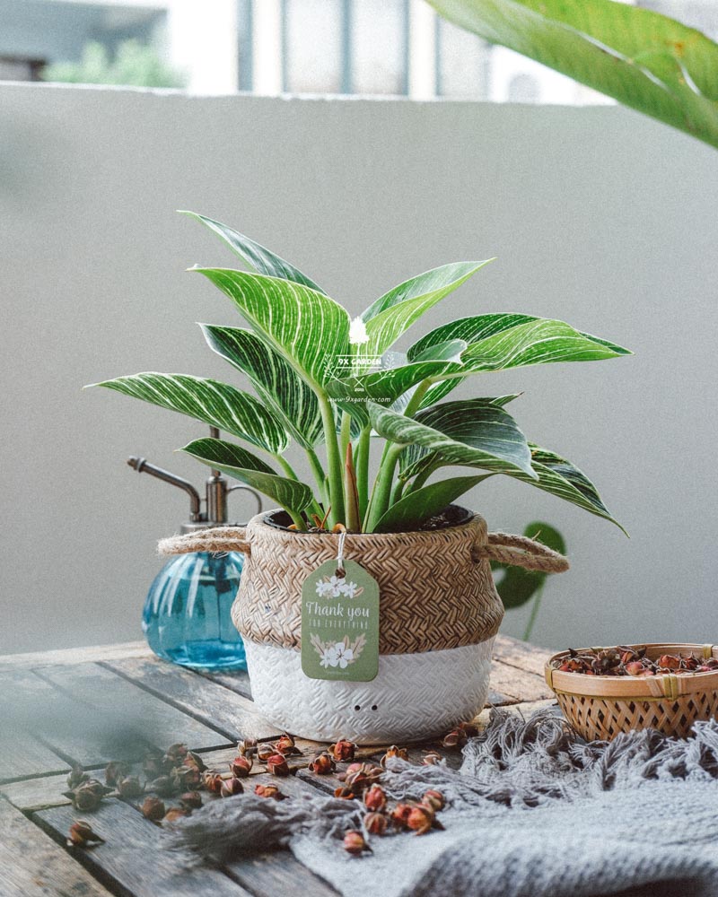 Cây Phong Thủy Hợp Mệnh Thủy | 9X GARDEN