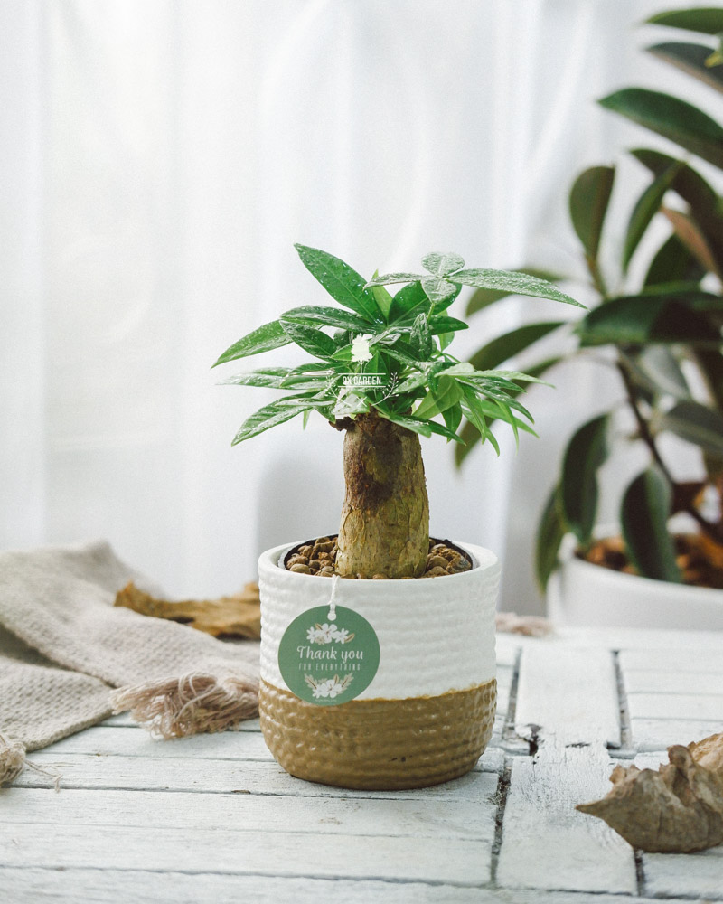 Cây Phong Thủy Hợp Mệnh Thủy | 9X GARDEN