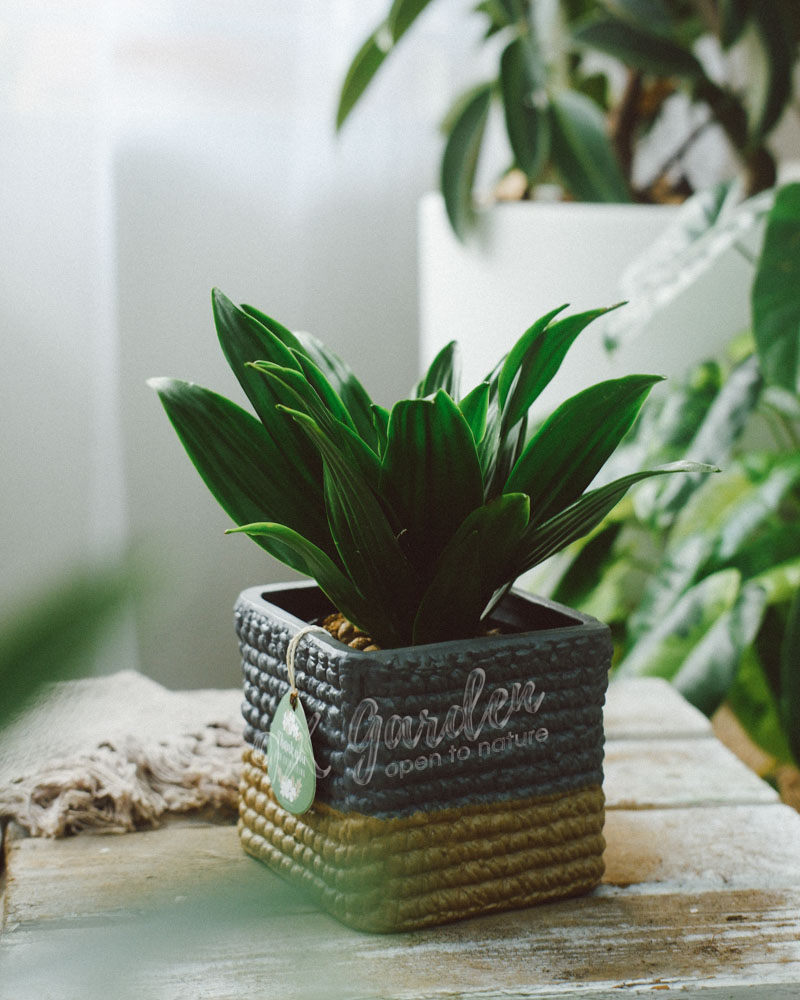 Cây Phong Thủy Hợp Mệnh Thủy | 9X GARDEN