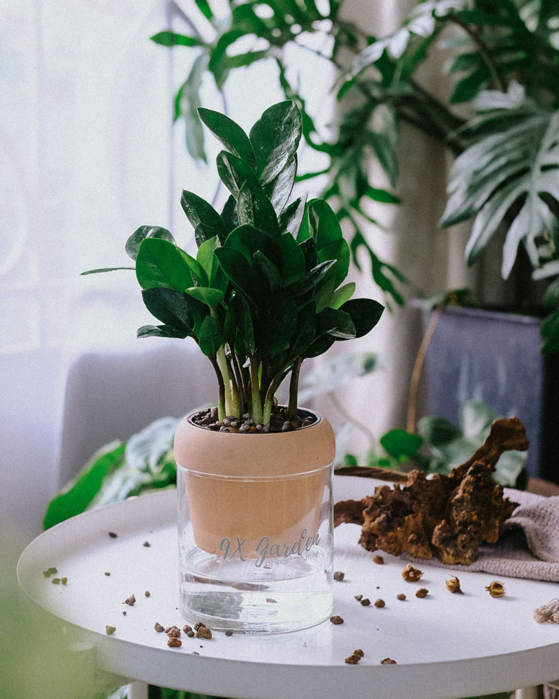 Cây Phong Thủy Hợp Mệnh Thủy | 9X GARDEN