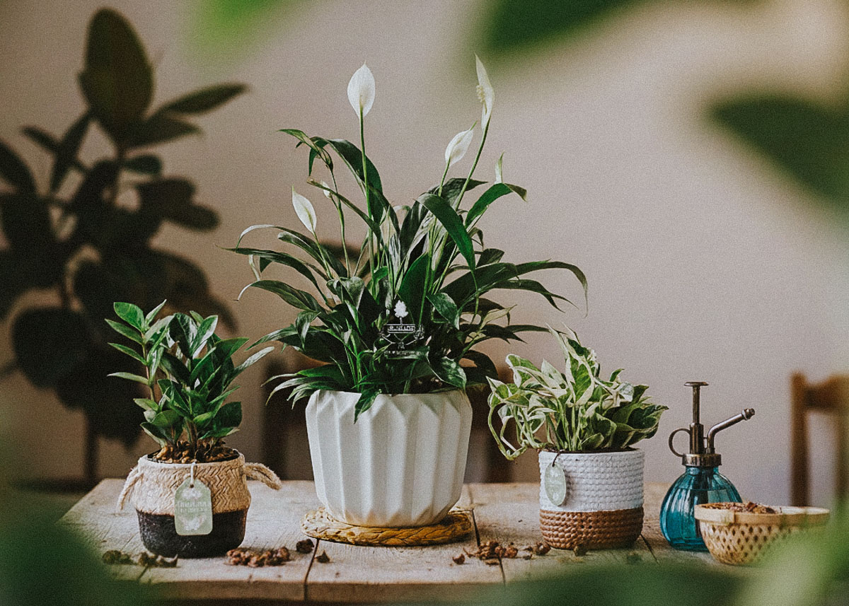 Cây Phong Thủy Hợp Mệnh Thủy | 9X GARDEN