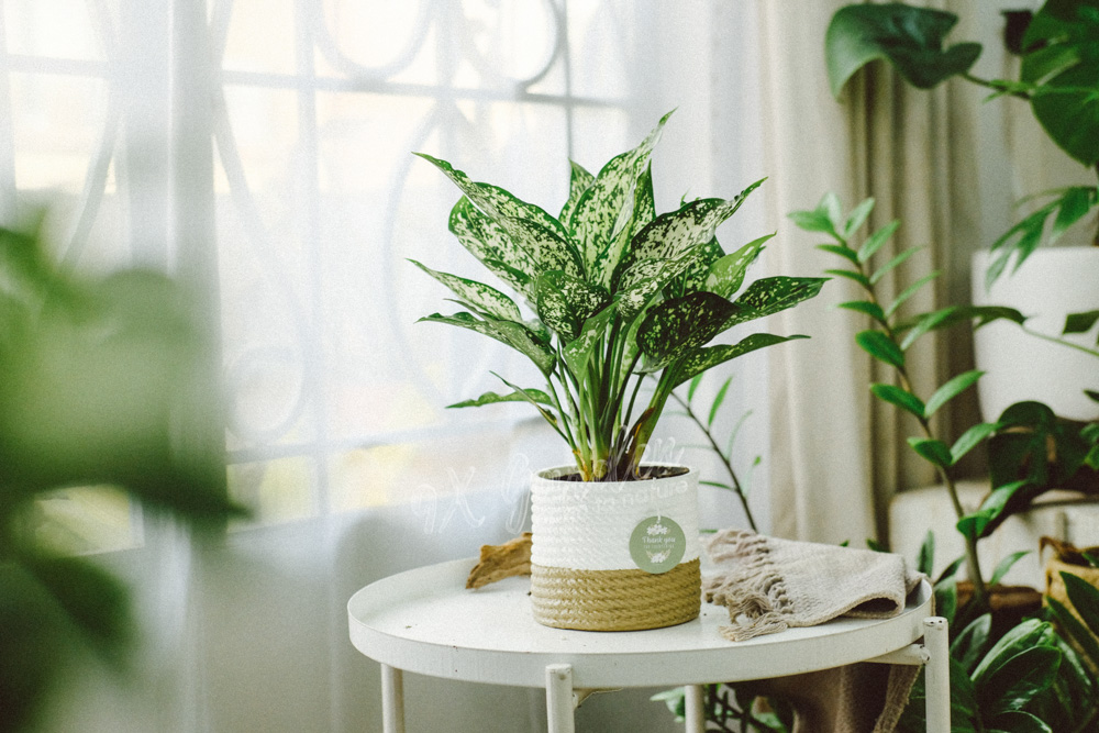 Đặc điểm và Ý nghĩa phong thủy của Ngọc Ngân | 9X GARDEN
