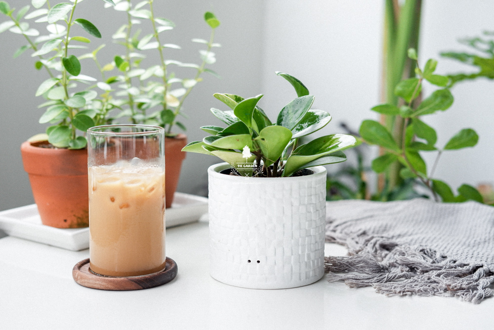Đặc điểm và Ý nghĩa phong thủy của Trường Sinh | 9X GARDEN