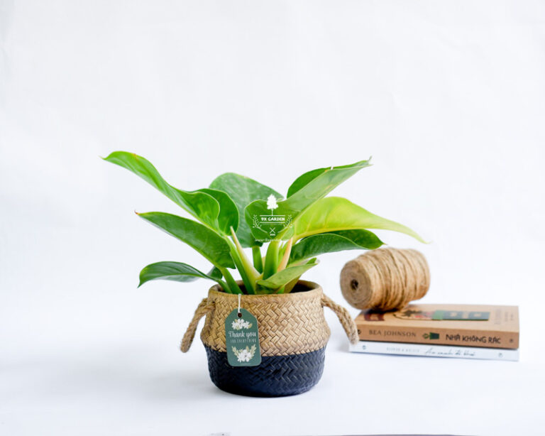 Hướng dẫn chăm sóc cây Đế Vương Vàng - Philodendr