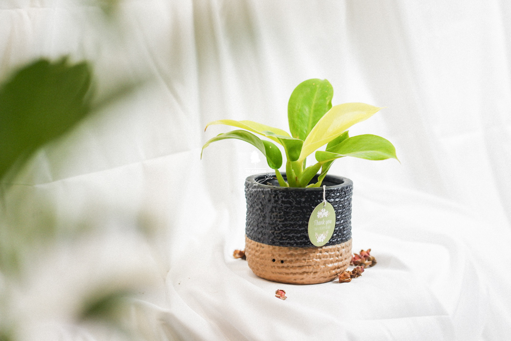Hướng dẫn chăm sóc cây Đế Vương Vàng - Philodendr
