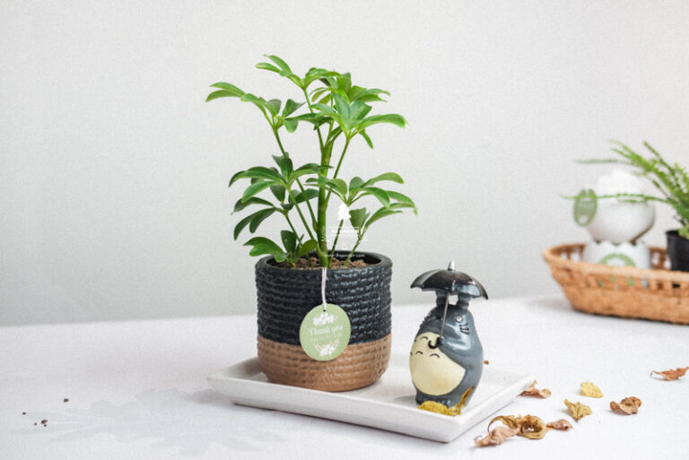 Hướng dẫn chăm sóc cây Ngũ Gia Bì - Schefflera Arboric