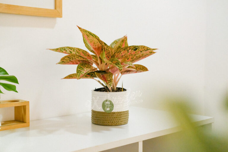 Hướng dẫn chăm sóc cây Thịnh Vượng - Aglaonema Pro
