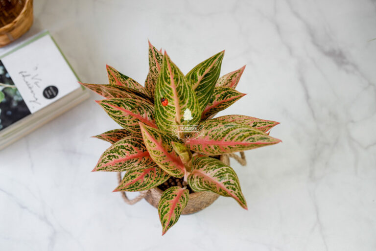 Hướng dẫn chăm sóc cây Thịnh Vượng - Aglaonema Pro