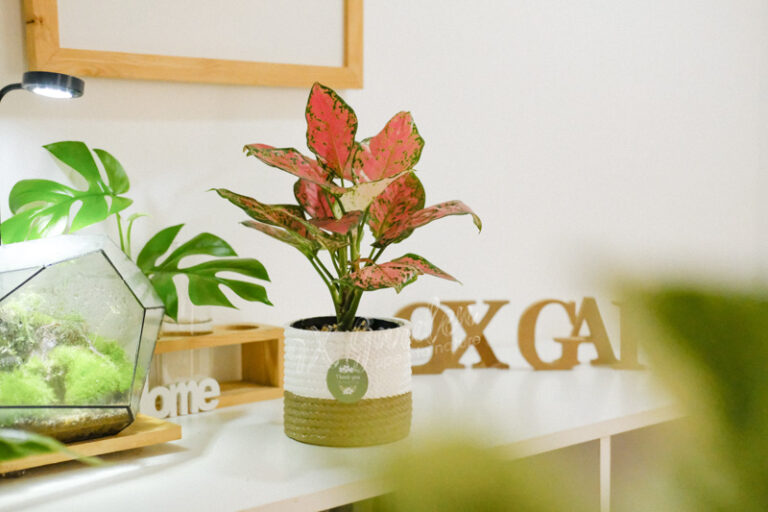Hướng dẫn chăm sóc cây Vạn Lộc - Aglaonema Rotundum