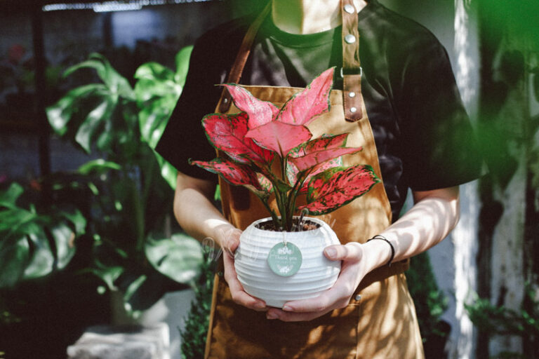 Hướng dẫn chăm sóc cây Vạn Lộc - Aglaonema Rotundum