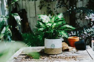 Hướng dẫn chăm sóc cây Vạn Niên Thanh - Dieffenbachia