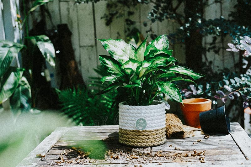 Hướng dẫn chăm sóc cây Vạn Niên Thanh - Dieffenbachia