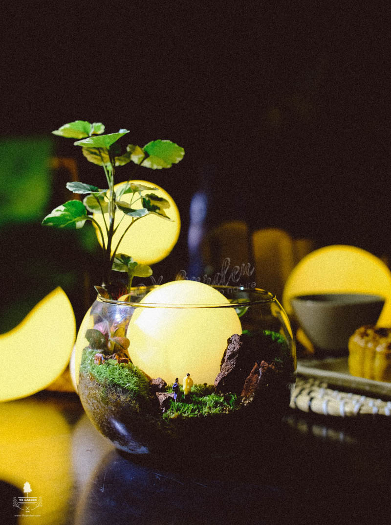 Terrarium Workshop - Workshop trồng cây trong bình thủy ti