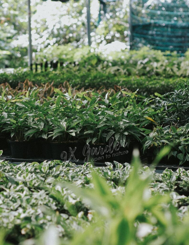 Cây Cảnh Mini Để Bàn Không Trồng Đất | 9X GARDEN