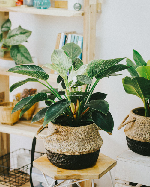 Cây cảnh để bàn trồng không đất | 9X GARDEN