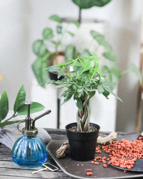 Cây cảnh để bàn trồng không đất | 9X GARDEN